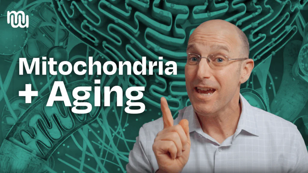 Mitochondria: The Secret Engine Behind Your Health